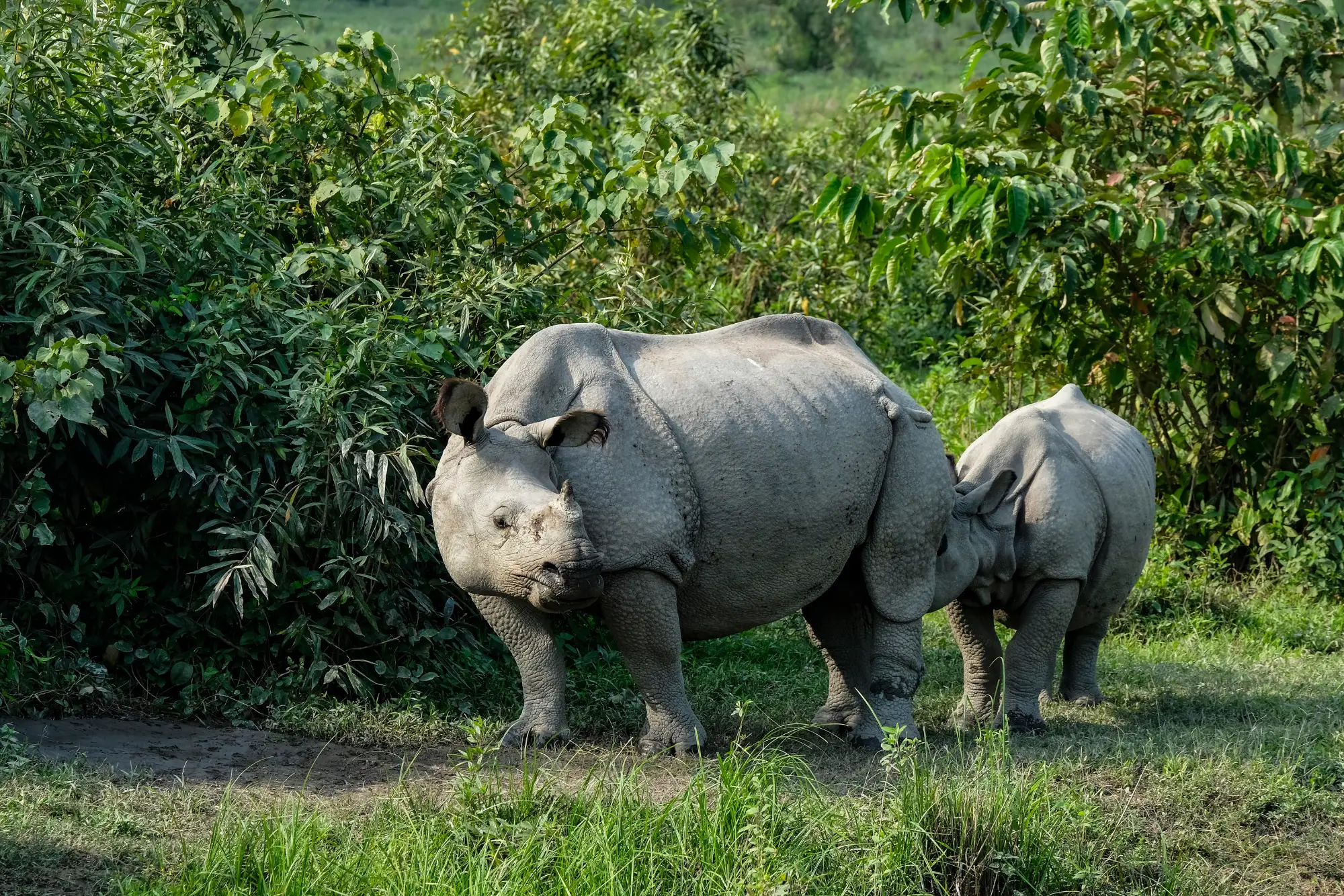 Kaziranga National Park 1