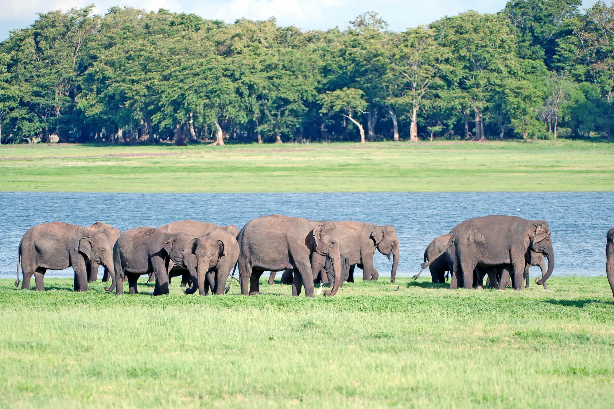 Minneriya National Park